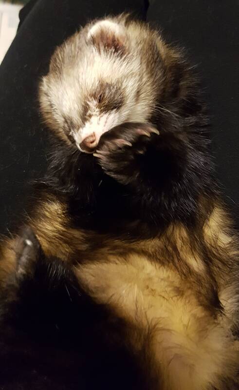 Frettchen beim Pfoten putzen